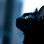 [Avatar]