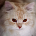 [Avatar]