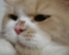[Avatar]
