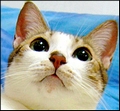[Avatar]
