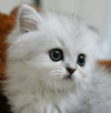 [Avatar]