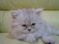 [Avatar]
