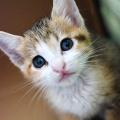 [Avatar]