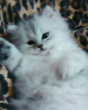 [Avatar]