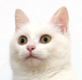 [Avatar]