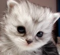 [Avatar]