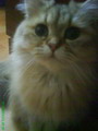 [Avatar]