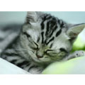 [Avatar]