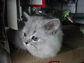 [Avatar]