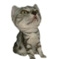 [Avatar]