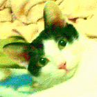 [Avatar]
