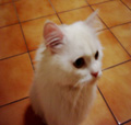 [Avatar]