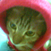[Avatar]